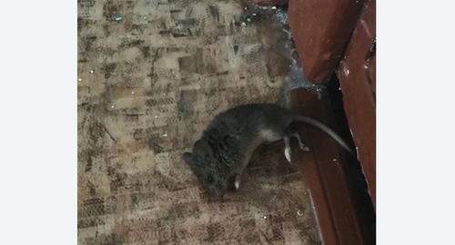 Дезинфекция от мышей в Дзержинском
