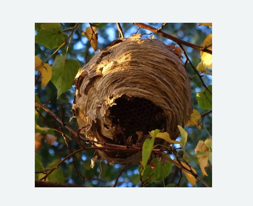 Обработка от шершней в Дзержинском