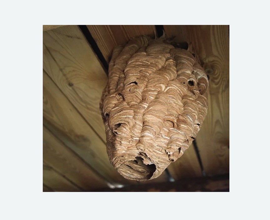 обработка от шершней в Дзержинском