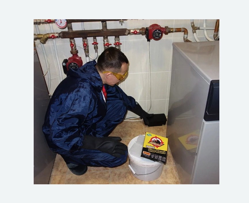 Уничтожение крыс в Дзержинском