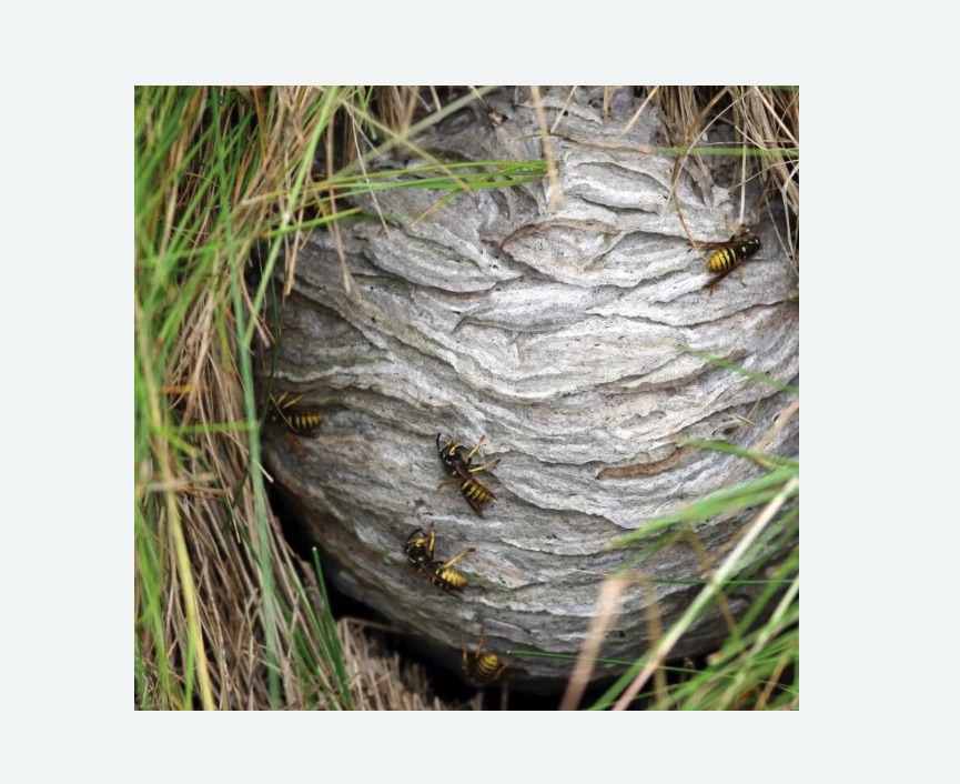 Уничтожение ос и ульев в Дзержинском